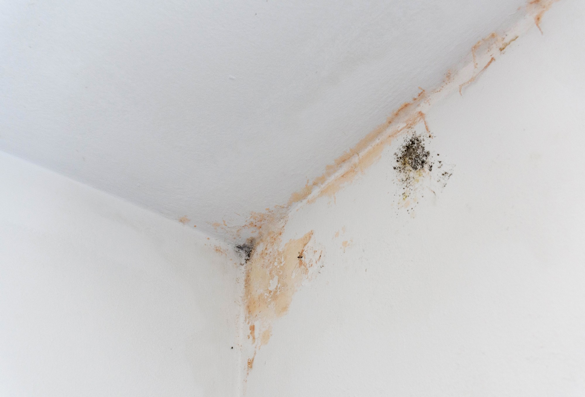 The image depicts a close-up view of a room corner severely affected by black mould and mildew. The walls, originally white, exhibit extensive discoloration due to the mould growth. The most prominent mould stains are concentrated in the seam where the two walls meet, spreading outwards in irregular, dark patches. The mould appears to be quite advanced, with dense blackened areas interspersed with lighter, grayish streaks. The texture of the moldy surfaces looks mottled and uneven, indicating the progression of the mould. The overall atmosphere of the image is one of neglect and poor indoor air quality, emphasising the urgent need for thorough cleaning and remediation.
