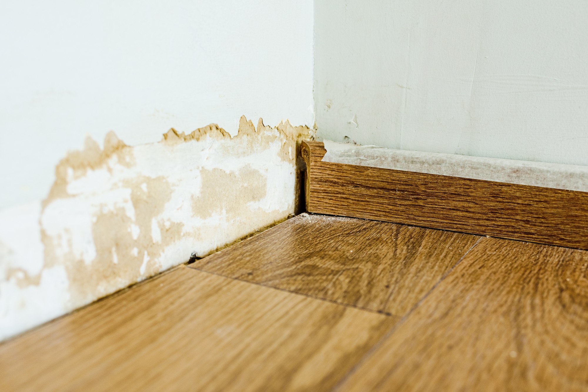 The image depicts a close-up view of a section of a wall damaged by mould. The wall, painted in a light colour, shows visible signs of mould growth and water damage. The mould appears as dark, irregularly-shaped patches concentrated primarily along the bottom portion of the wall, just above the skirting board. The skirting board, which runs horizontally along the base of the wall, appears to be made of wood or a wood-like material and is painted white. It shows signs of wear and discoloration due to the mould and moisture exposure. The mould patches extend from the skirting board upwards, indicating significant moisture issues. The surrounding area of the wall appears slightly discolored, further evidencing the damage. The photo is taken in a well-lit setting, emphasising the contrast between the clean sections of the wall and the areas afflicted by mould. There are no other visible objects or elements in the image, keeping the focus solely on the damaged section of the wall and skirting board.
